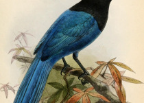 Black-chested Jay