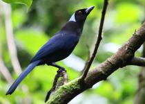 Black-chested Jay