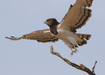 Black-chested Snake Eagle