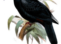 Black-chinned Fruit Dove