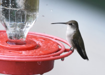 Black-chinned hummingbird