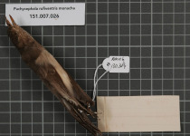 Black-chinned Whistler