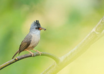 Black-chinned Yuhina