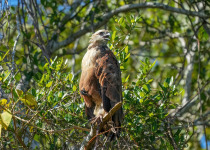 Black-collared Hawk