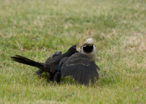 Black-collared Starling