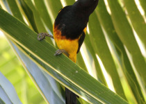 Black-cowled Oriole