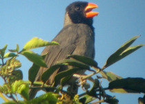 Black-cowled Saltator