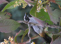 Black-cowled Saltator