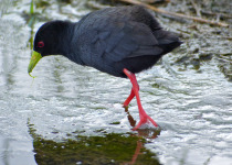 Black Crake