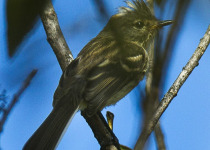 Black-crested Tit-Tyrant