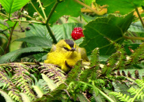Black-crested Warbler