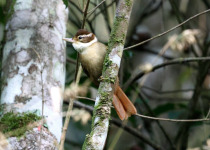 Black-crowned Antpitta
