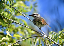 Black-crowned Antshrike