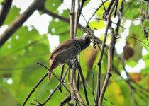 Black-crowned Antshrike