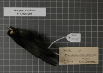 Black-crowned Manakin