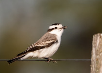 Black-crowned Monjita