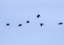 Black-crowned Night Heron