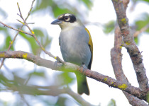 Black-crowned Palm-Tanager