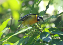 Black-crowned Palm-Tanager