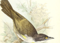 Black-crowned Palm-Tanager