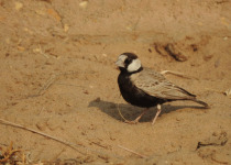 Black-crowned Sparrow-Lark