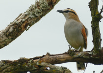 Black-crowned Tchagra