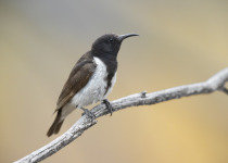 Black-crowned Tchagra