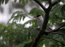 Black-crowned Tityra