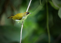Black-crowned White-eye