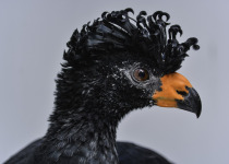 Black Curassow