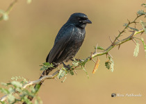 Black Drongo