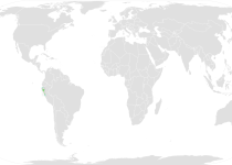 Black-eared Hemispingus