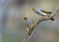 Black-eared Miner