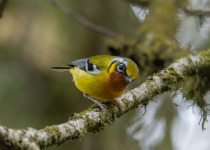 Black-eared Shrike-babbler