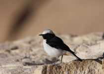 Black-eared Wheatear