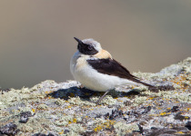 Black-eared Wheatear