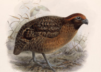 Black-eared Wood Quail