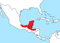 Black-faced Antthrush