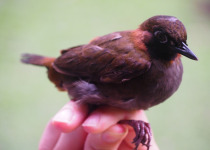 Black-faced Antthrush