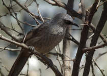 Black-faced Babbler