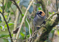 Black-faced Brush-Finch