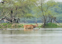 Black-faced Cormorant