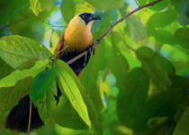 Black-faced Coucal
