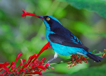 Black-faced Dacnis
