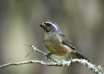 Black-faced Grosbeak