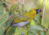 Black-faced Grosbeak