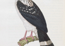Black-faced Hawk
