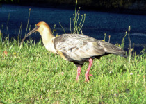 Black-faced Ibis