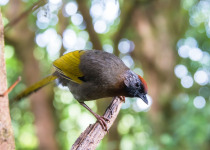 Black-faced Laughingthrush