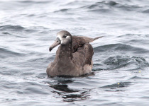 Black-footed Albatross